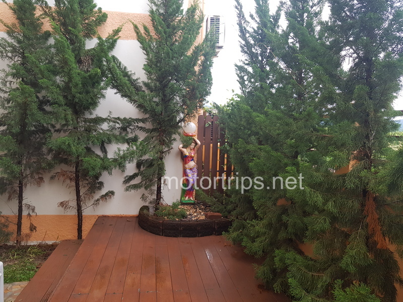 A picture containing tree, outdoor, plant, conifer Description automatically generated